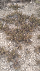 Cylindropuntieae