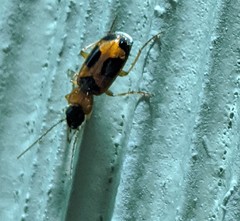 Badister neopulchellus