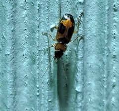 Badister neopulchellus