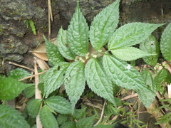 Elatostema