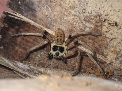 Heteropoda martinae
