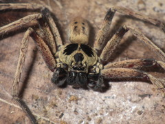 Heteropoda martinae