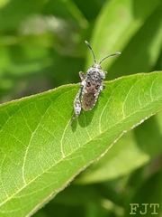 Merocoris