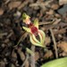 Caladenia amoena - Photo (c) Michael Keogh, some rights reserved (CC BY-NC-SA), uploaded by Michael Keogh