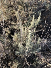 Artemisia tripartita