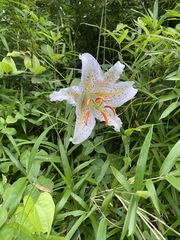 Lilium auratum
