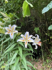 Lilium auratum