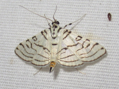 Conchylodes concinnalis