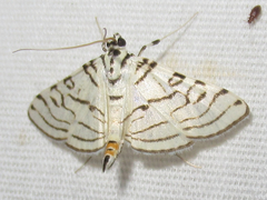 Conchylodes concinnalis