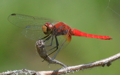 Aethriamanta nymphaeae