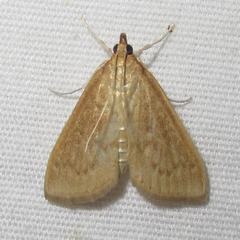 Framinghamia helvalis