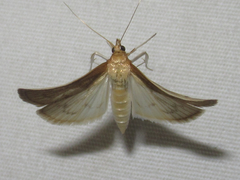 Framinghamia helvalis