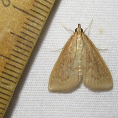 Framinghamia helvalis