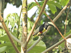 Pteroglossus aracari