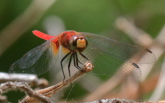 Aethriamanta nymphaeae