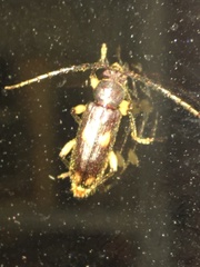 Tylonotus bimaculatus