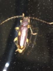 Tylonotus bimaculatus