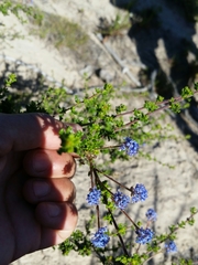 Ceanothus dentatus