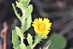 Rayjacksonia phyllocephala