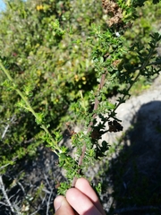 Ceanothus dentatus