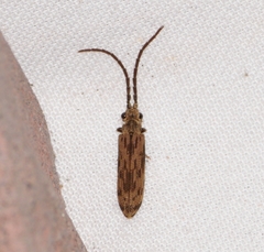 Tenomerga cinerea