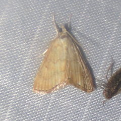 Glaphyria sesquistrialis