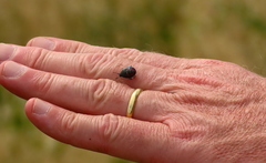 Apateticus marginiventris