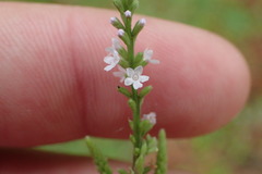 Verbena scabra