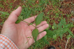Verbena scabra