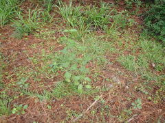 Verbena scabra