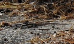 Sceloporus chrysostictus