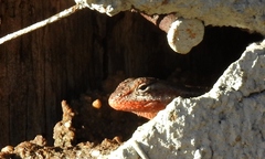 Sceloporus chrysostictus