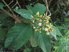 Palicourea pubescens