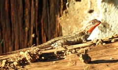 Sceloporus chrysostictus