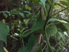 Palicourea pubescens