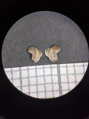 Lyrodus pedicellatus observed 2017-04-02