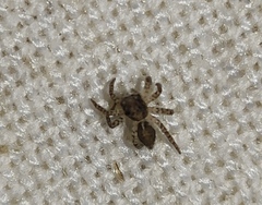 Saitis variegatus