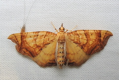Eulithis gracilineata