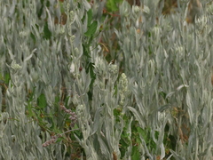 Artemisia cana