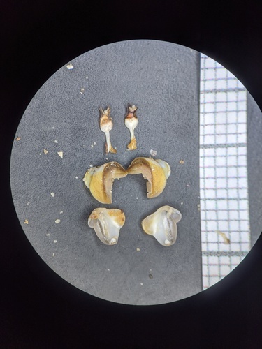 Lyrodus pedicellatus observed 2017-12-29