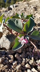 Cycladenia humilis