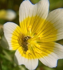 Halictus tripartitus