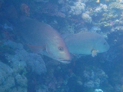 Lutjanus argentimaculatus