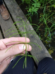 Equisetum palustre