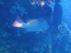 Lutjanus argentimaculatus