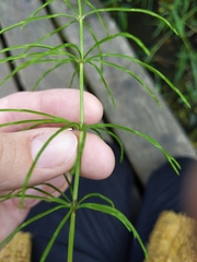 Equisetum palustre