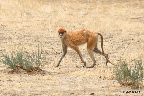 Western Patas Monkey