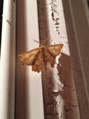 Euchlaena tigrinaria