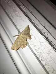 Euchlaena tigrinaria