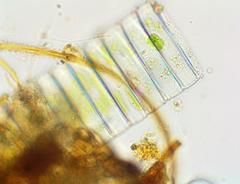 Fragilaria